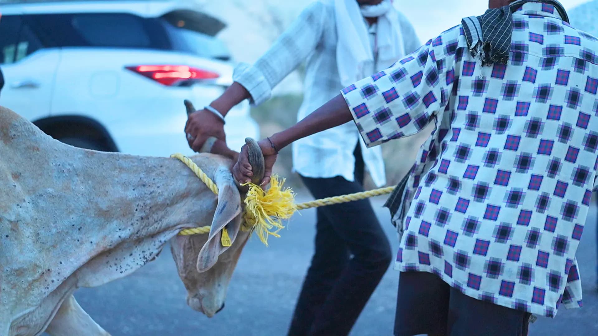 cow-banner | DonateForCows