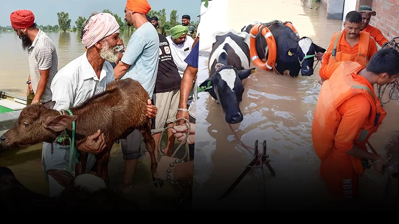 cow-banner | DonateForCows